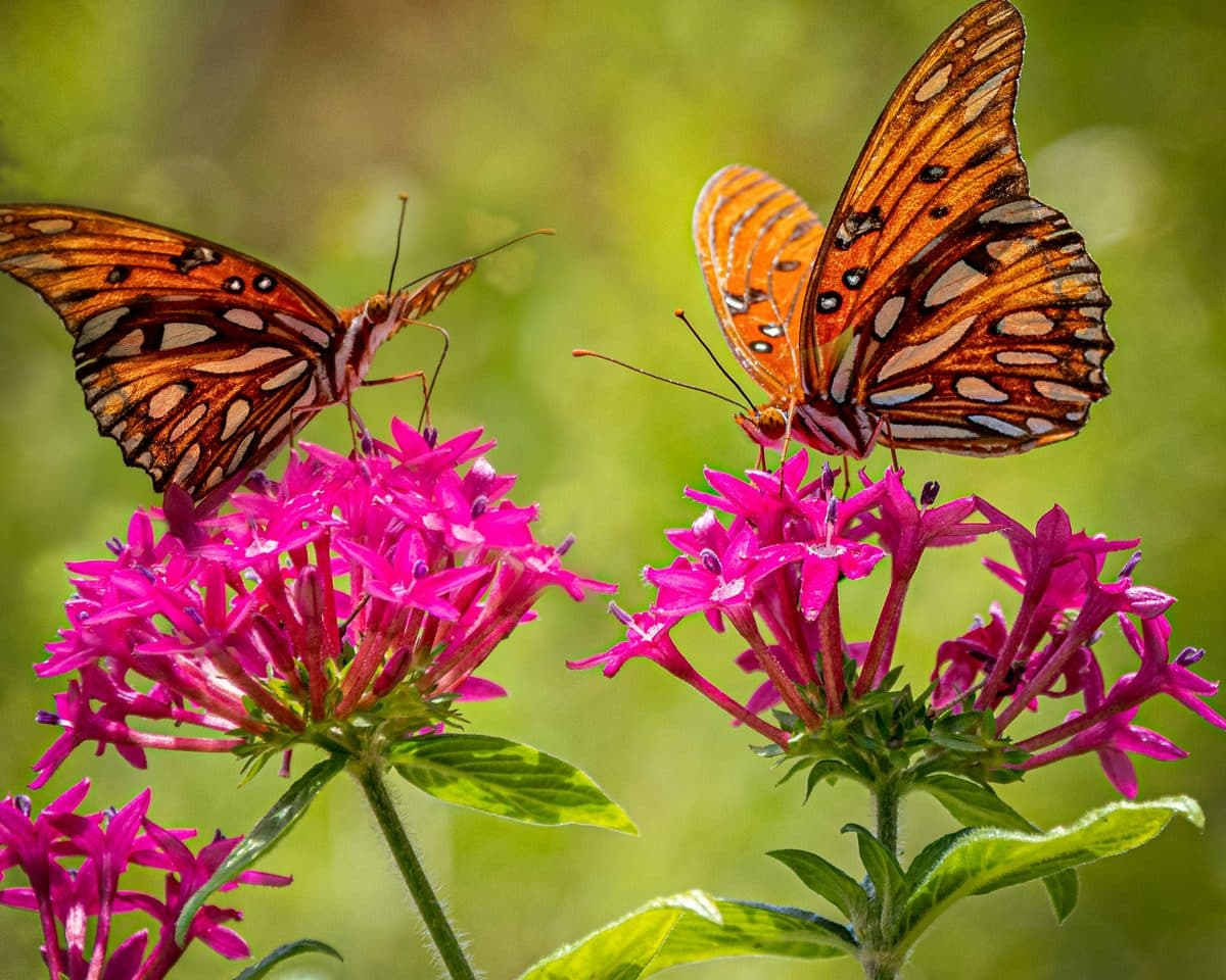 Kuala Lumpur Butterfly Park