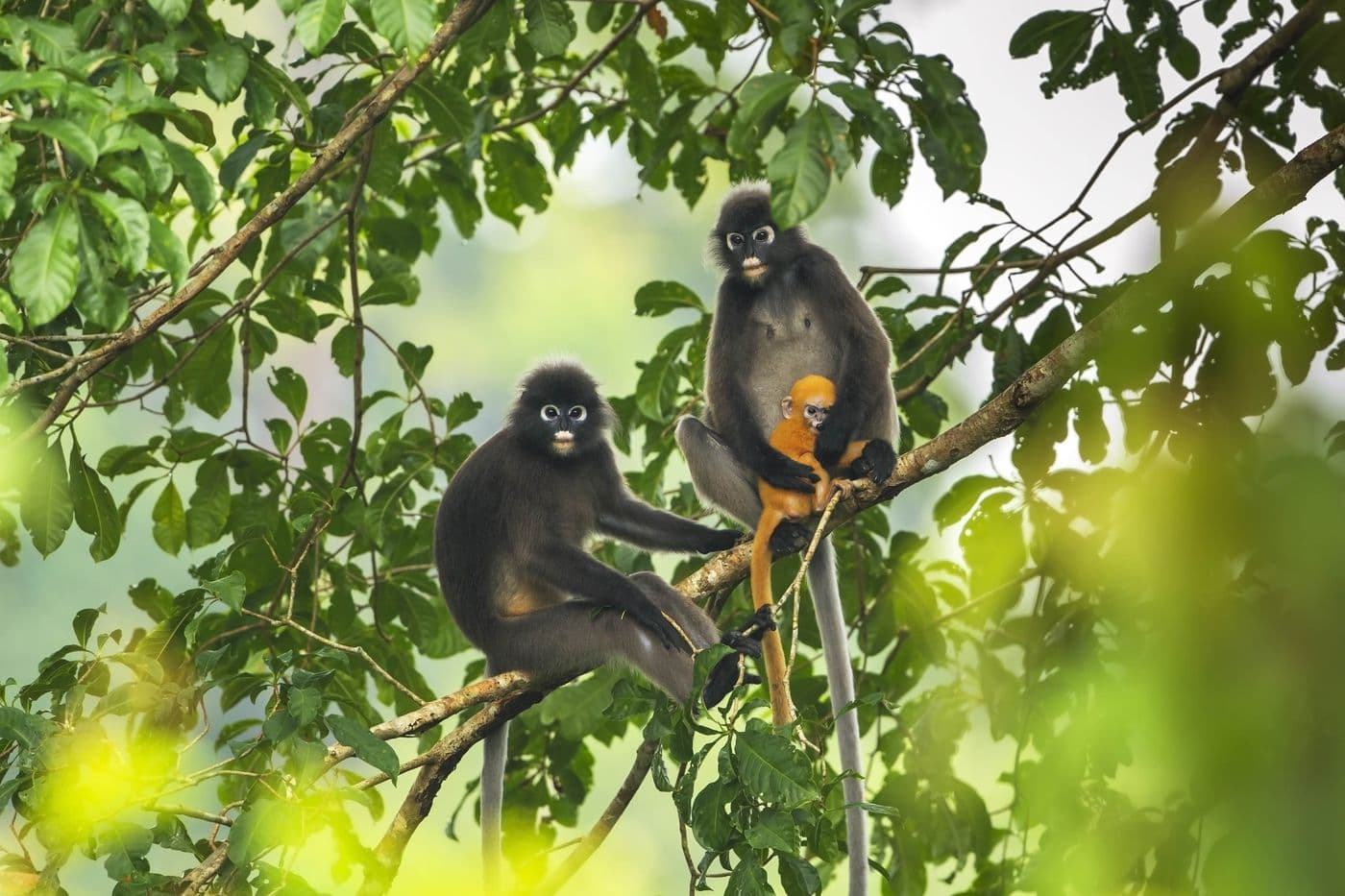 ANIMAL WORLD OF LANGKAWI