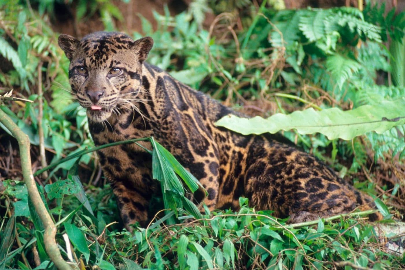 Lok Kawi Wildlife Park