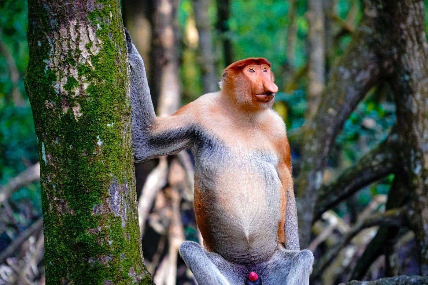 Sandakan Tour, In Search Of Proboscis Monkeys And Orangutans