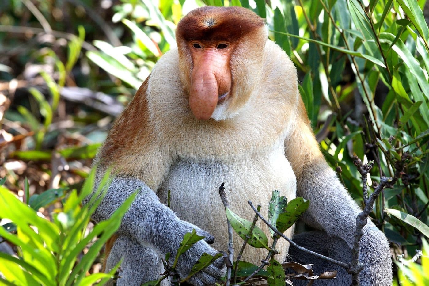 Sandakan Tour, In Search Of Proboscis Monkeys And Orangutans