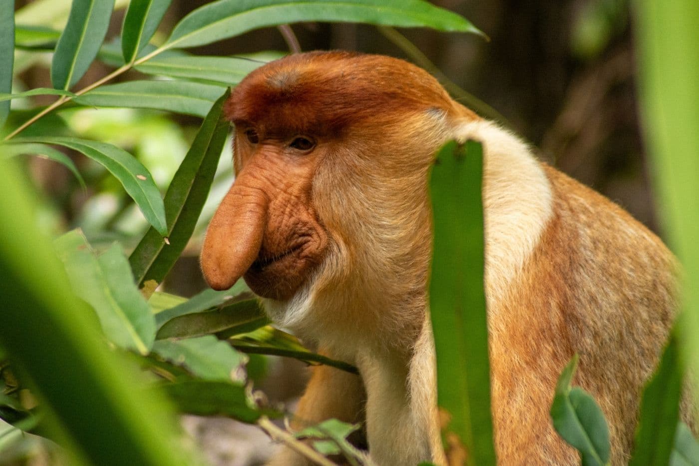 Sandakan Tour, In Search Of Proboscis Monkeys And Orangutans