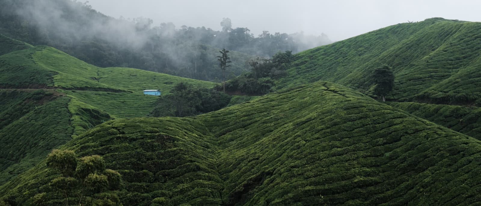 Cameron Highlands