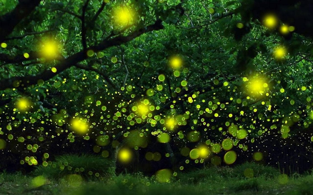 Wonders Of Fireflies