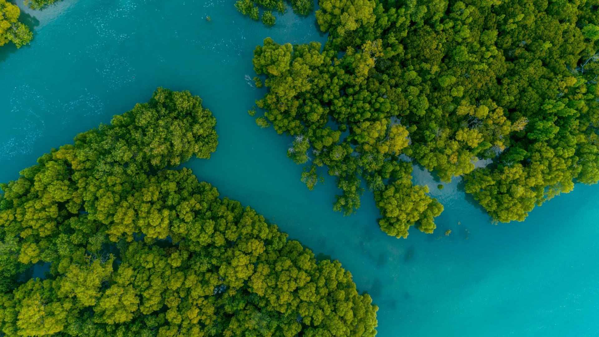 Mangrove Forest Tour