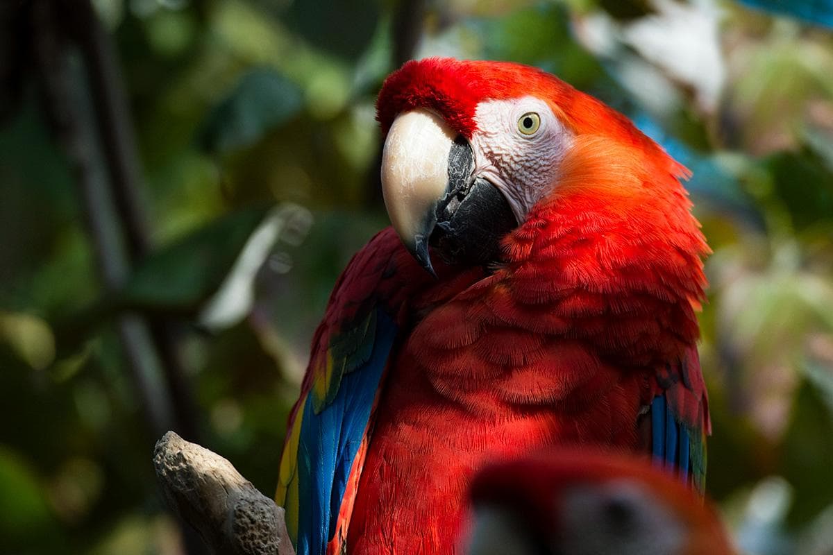 ANIMAL WORLD OF LANGKAWI