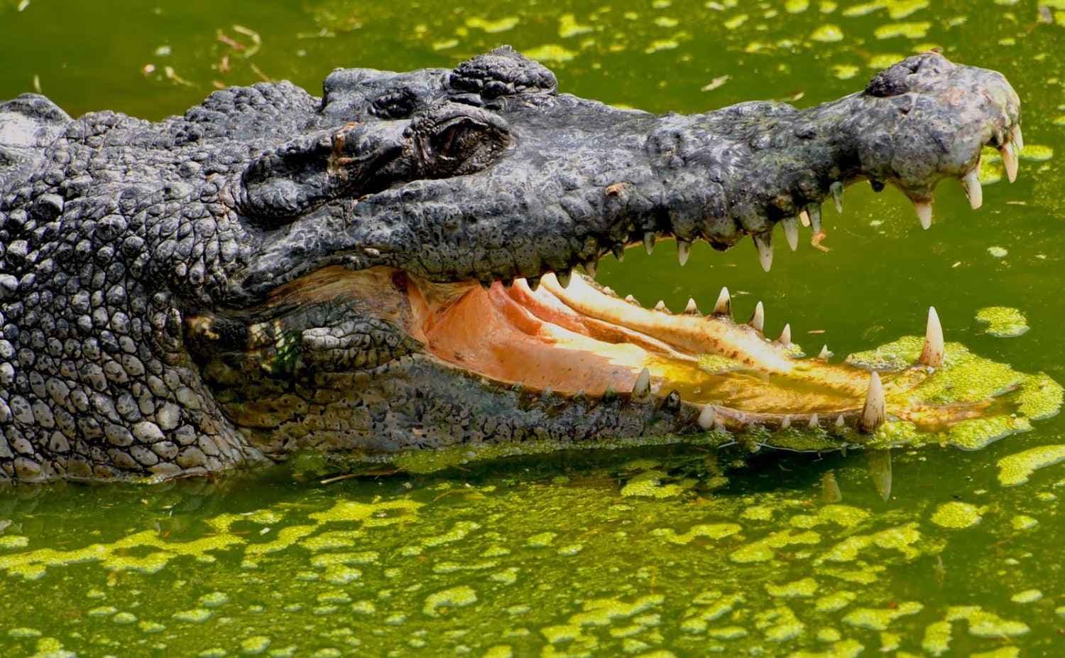 ANIMAL WORLD OF LANGKAWI