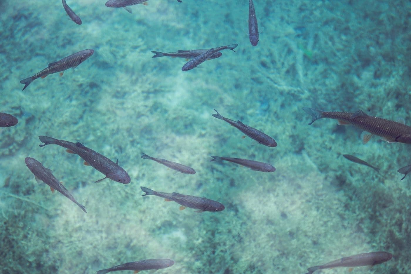 Fishing In Langkawi