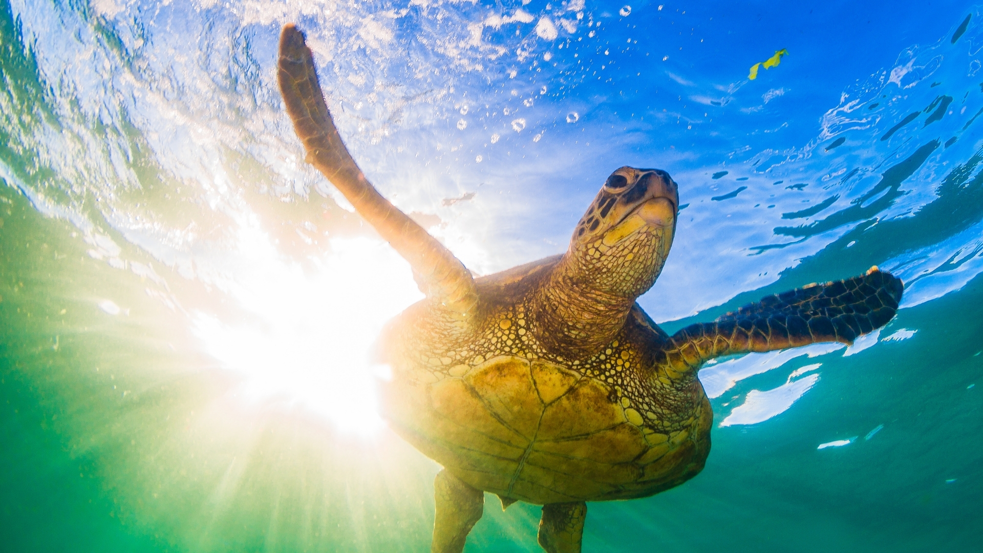 Sipadan Island diving
